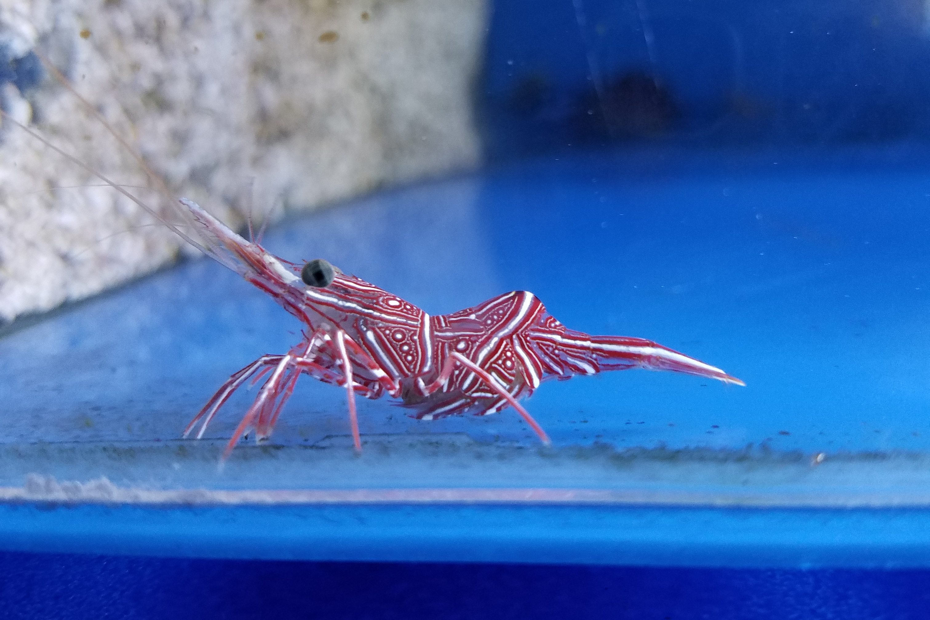 Aquatics